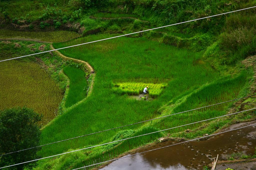 Banaue Greenfields Inn Экстерьер фото